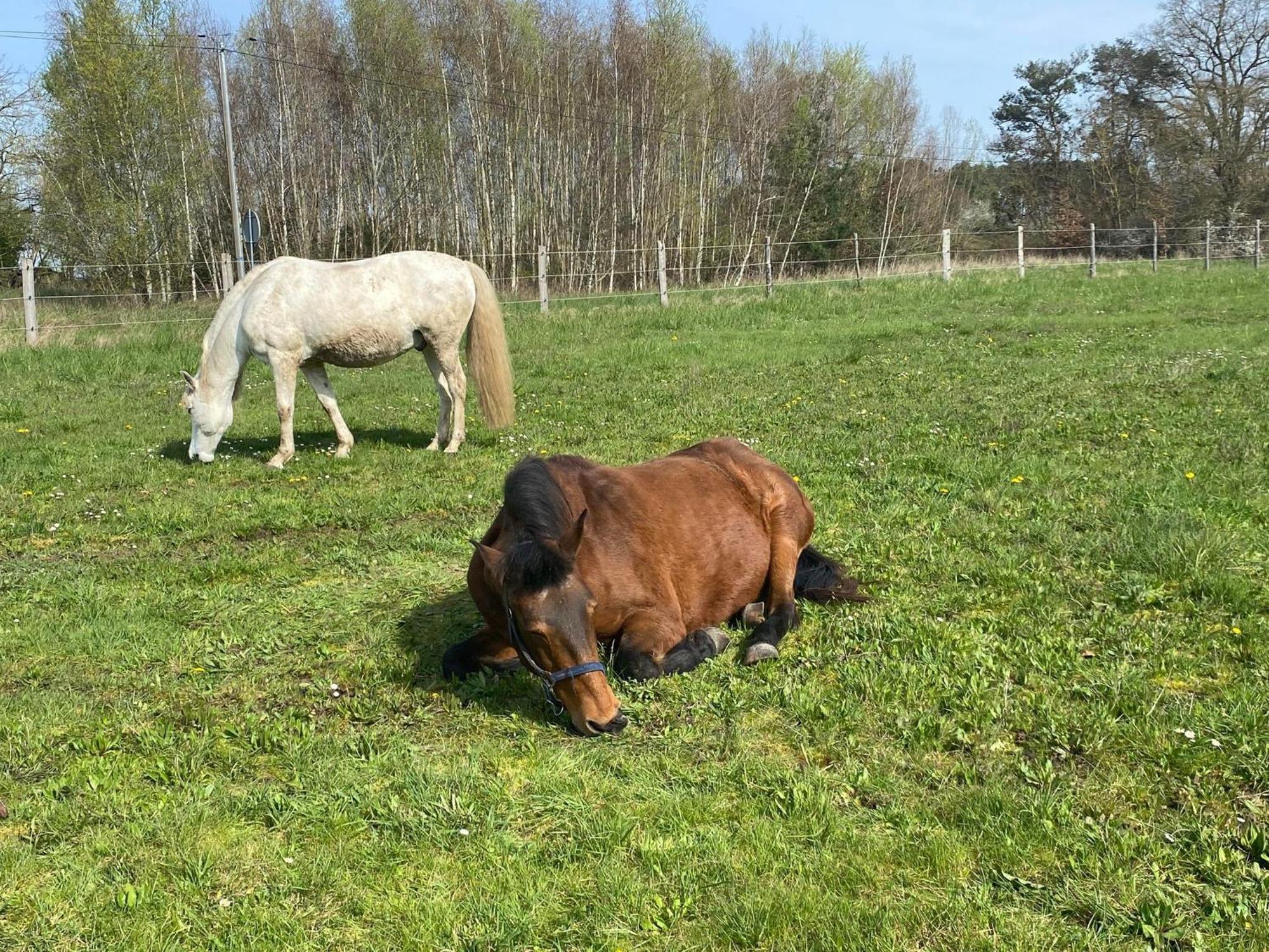 Gite La Cabuche Proche Du Zoo De Beauval Le Controis-en-Sologne Buitenkant foto
